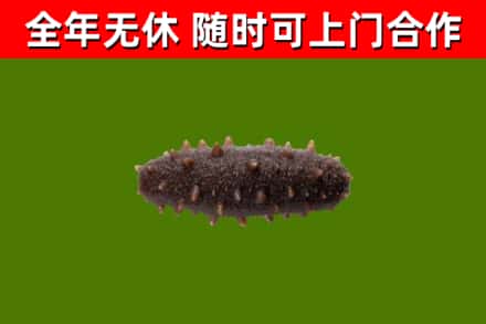 乌什烟酒回收干海参.jpg